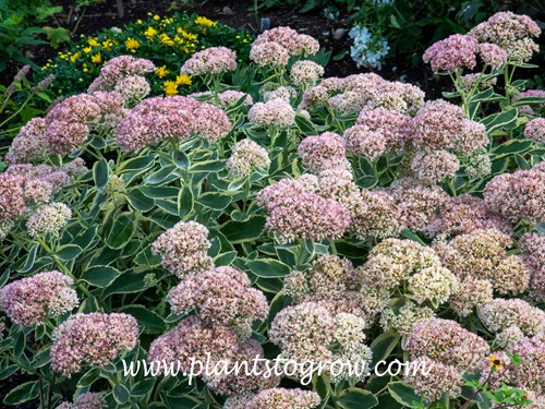 Sedum Autumn Charm 
(September 11)